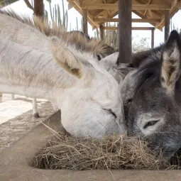 Donkey Sanctuary Aruba