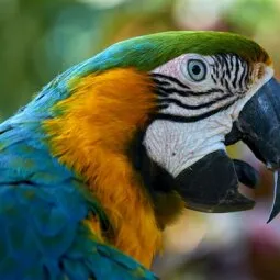 Zoo de Guadeloupe au Parc des Mamelles 