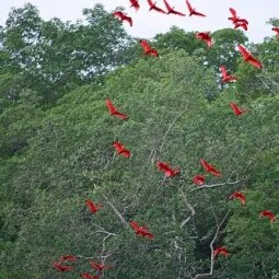 Caroni Bird Sanctuary (Trinidad)