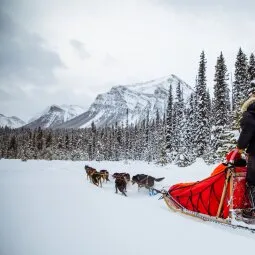 Go on a dog-sledding tour