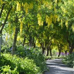 VanDusen Botanical Garden