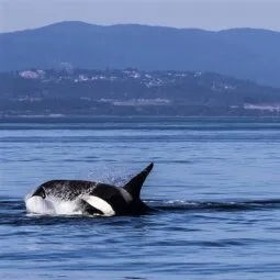 Victoria Whale Watching Tours