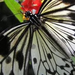 Victoria Butterfly Gardens