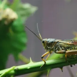 Victoria Bug Zoo