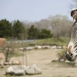 Toronto Zoo