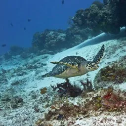 Arrecifes de Cozumel National Park