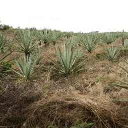 Hacienda Sotuta de Peon