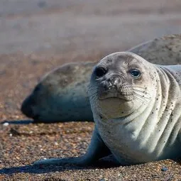 Atlantic Patagonia