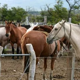 Argentine Patagonia Horseback Riding