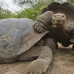 La Ruta de la Tortuga (Santa Cruz Island)