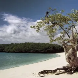 Tortuga Bay (Santa Cruz Island)