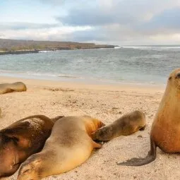 La Lobería (San Cristóbal Island)