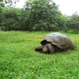 El Chato Tortoise Reserve (Santa Cruz Island)