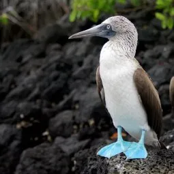 Galápagos Bird-watching