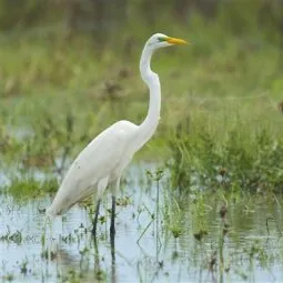 Caño Negro Wildlife Refuge