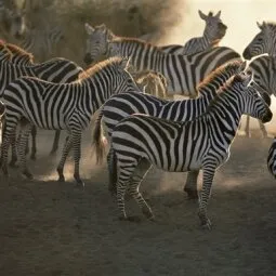 Seronera River Valley (Central Serengeti)