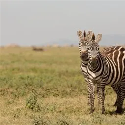 Naabi Hill (Eastern Serengeti)