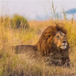 Lobo Valley (Northern Serengeti)