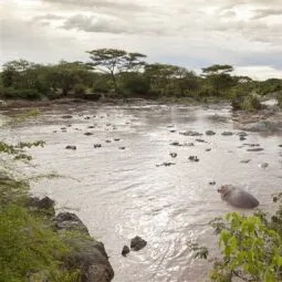 Retina Hippo Pool (Central Serengeti)