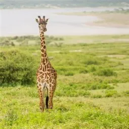 Bologonja Springs (Northern Serengeti)