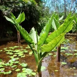 Seychelles National Botanical Gardens (Mahé)