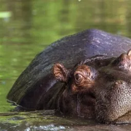 Hippo Pool (Marula Region)