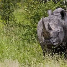 Wolhuter Trail (Marula Region)