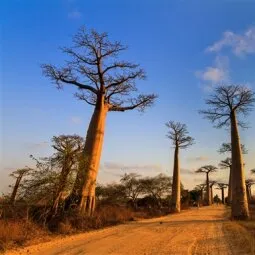 Avenue of the Baobabs