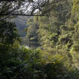 Mantadia National Park (Parc National Mantadia)