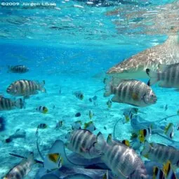 Shark/Stingray Feeding