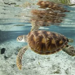 Bora Bora Turtle Center