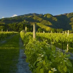 South Island Wine-tasting