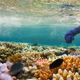 Great Barrier Reef Diving and Snorkeling