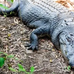 Hartley's Crocodile Adventures