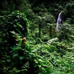 Taveuni