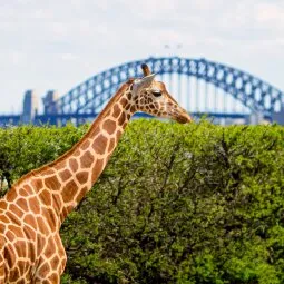 Taronga Zoo Sydney