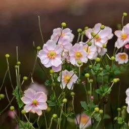 Royal Tasmanian Botanical Gardens (Hobart)