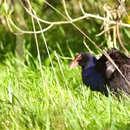 Tiritiri Matangi Open Sanctuary