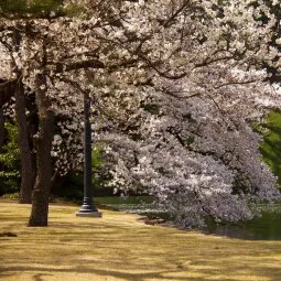 Ueno Park