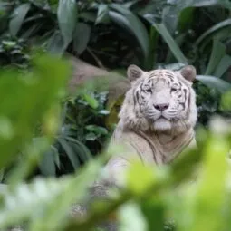 Singapore Zoo 