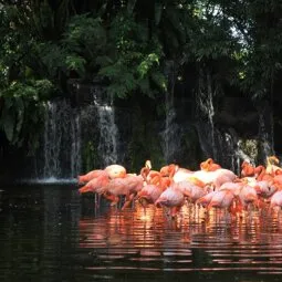 Jurong Bird Park