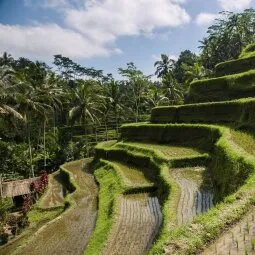 Tegallalang Rice Terrace